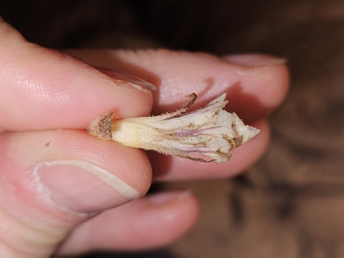 Image of Orobanche artemisiae by (c) Alessia Guggisberg, some rights reserved (CC BY-SA)