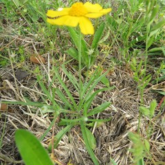 Tetraneuris linearifolia