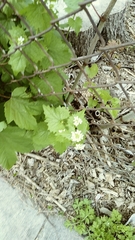 Alliaria petiolata