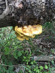 Laetiporus sulphureus