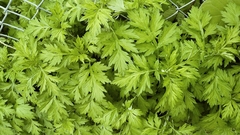 Artemisia vulgaris