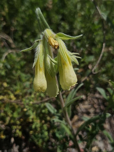 Onosma pseudoarenaria
