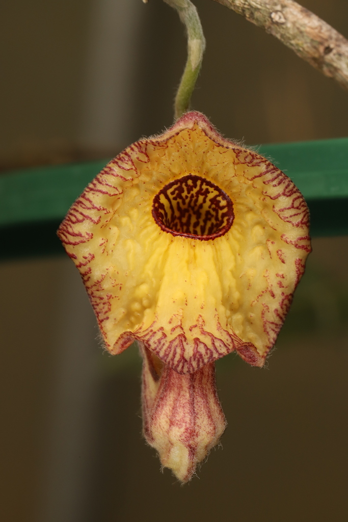 Aristolochia huanjiangensis