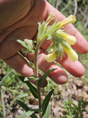 Onosma pseudoarenaria, photograph 2
