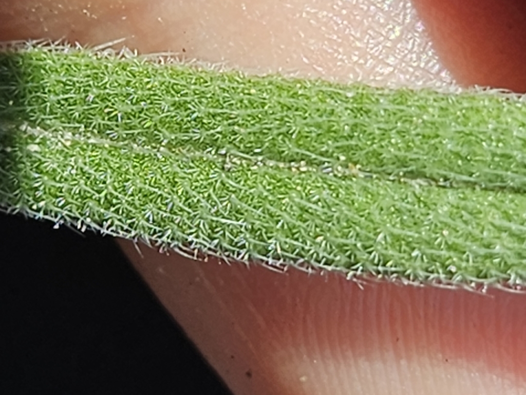 Onosma pseudoarenaria; photograph (c) Alessia Guggisberg, some rights reserved (CC BY-SA)