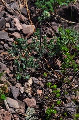 Thalictrum petaloideum