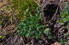 Thalictrum petaloideum