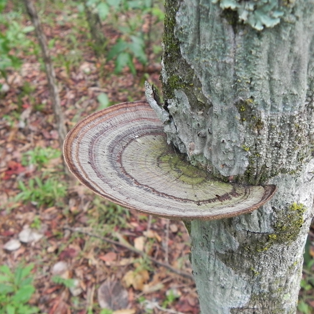 Hexagonia papyracea · December 2013 · photo: © trfsinani (iNaturalist, cc-by)