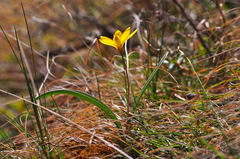 Tulipa uniflora