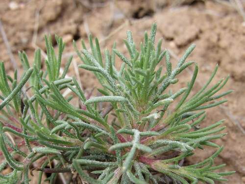 Image of Ipomopsis multiflora by (c) Anders Hastings, some rights reserved (CC BY)