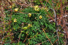 Corydalis nobilis