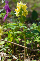 Corydalis bracteata