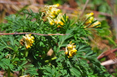 Corydalis nobilis