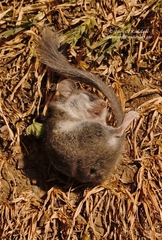 Graphiurus