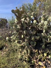 Opuntia oricola