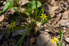 Gagea granulosa