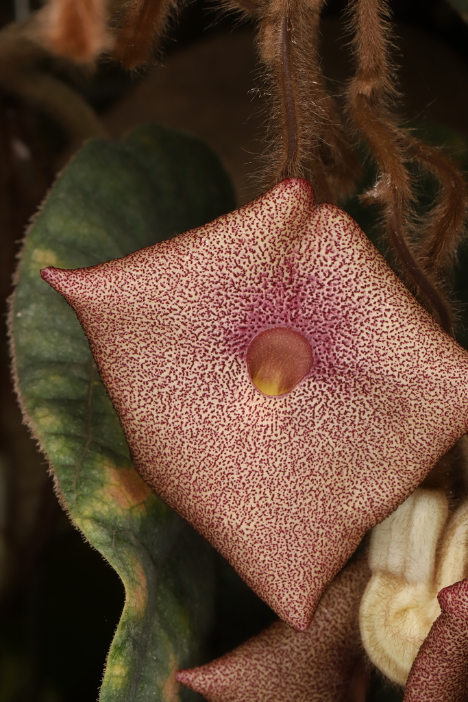 Aristolochia austroszechuanica