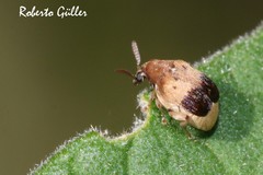 Sennius lateapicalis