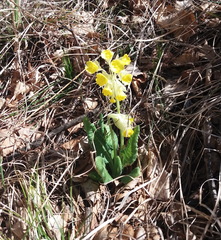 Primula veris macrocalyx