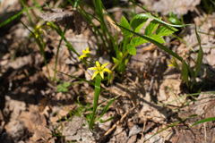 Gagea granulosa