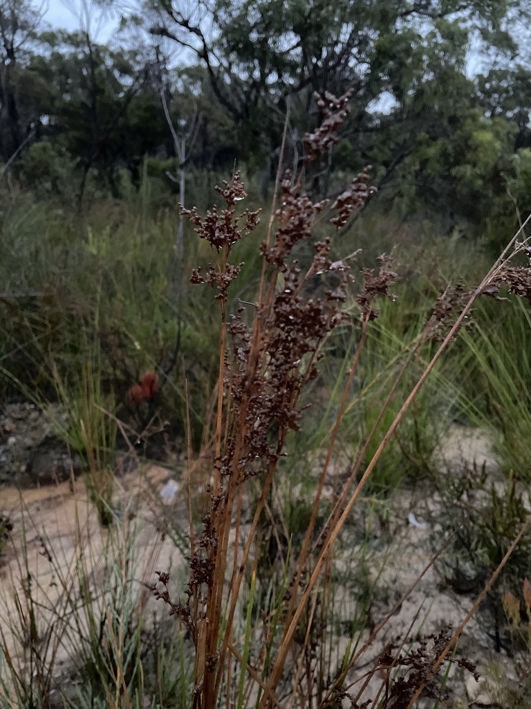 rushes in May 2024 by Alex Pintsen JIN · iNaturalist