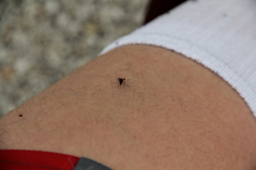 Dark Ricefield Mosquito photo 6