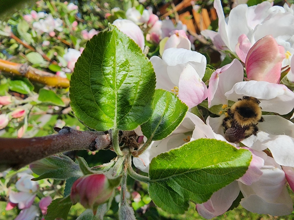 Bumble Bees in May 2024 by esetters · iNaturalist