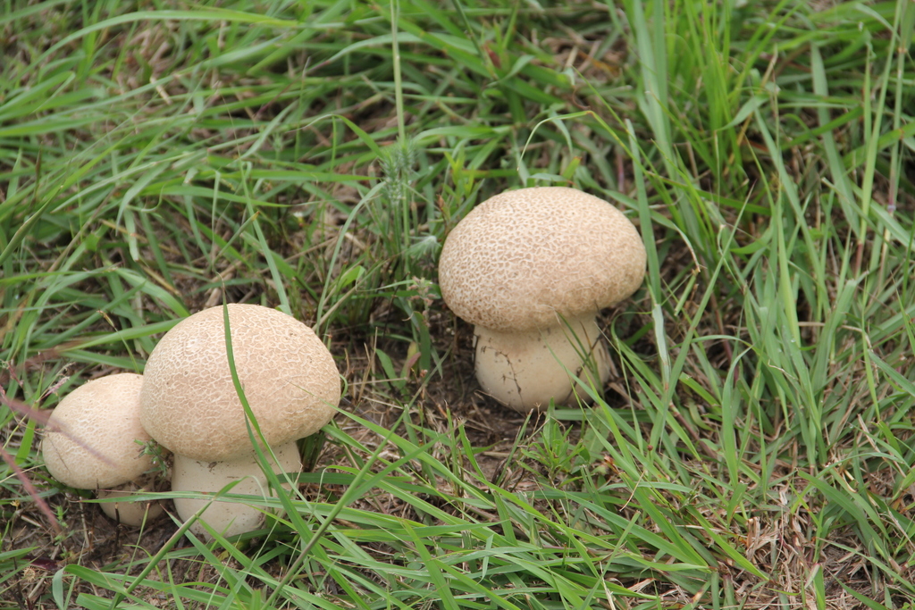 Purple-spored Puffball from Paul D Rushing Park, 9114 Katy Hockley Rd ...