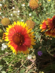 Gaillardia aristata