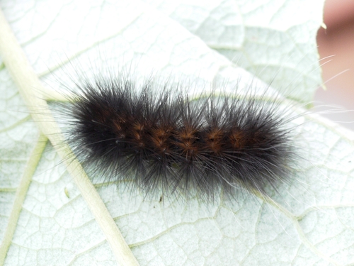Virginian Tiger Moth photo 3