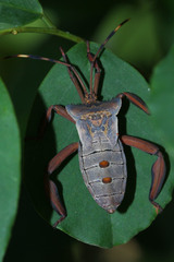 Prionolomia