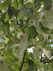 Davidia involucrata