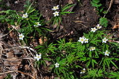 Anemonoides caerulea