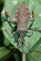 Prionolomia