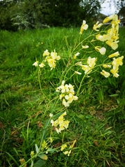 Brassiceae