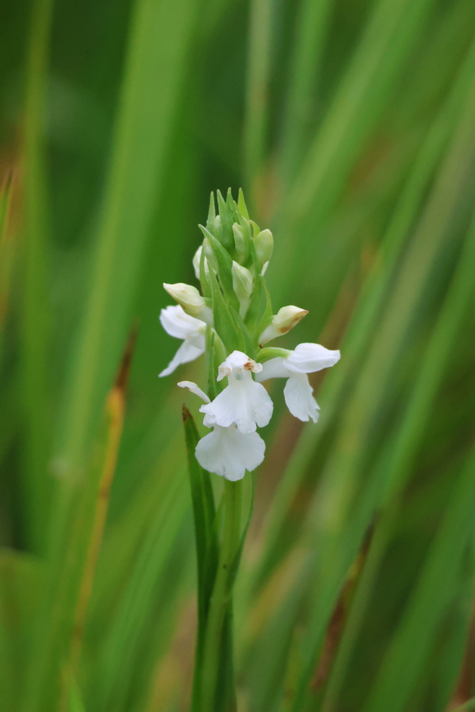 Dactylorhiza elata (Poir.) Soó
