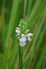 Giant Orchid (Orchis elata)