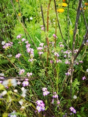 Malcolmia maritima