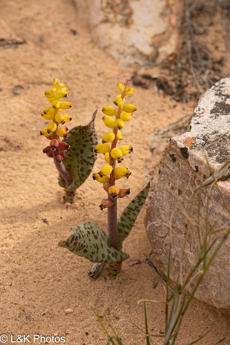 Lachenalia karoopoortensis