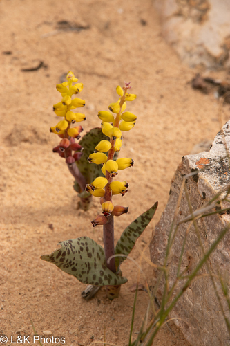 Lachenalia karoopoortensis