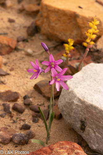 African Kalossie (Ixia latifolia)