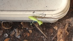 Miomantis caffra