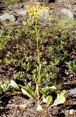 Senecio integerrimus