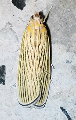 Tyspanodes linealis