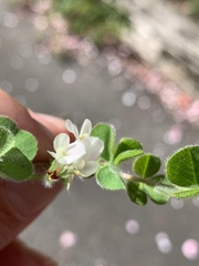 Trifolium subterraneum