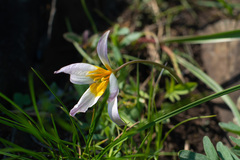 Tulipa patens