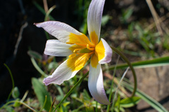Tulipa patens