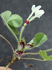 Trifolium subterraneum
