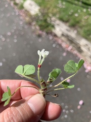 Trifolium subterraneum