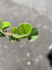 Trifolium subterraneum
